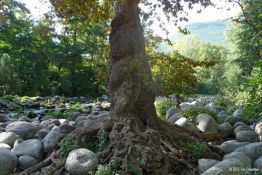 Verwurzelt - Baum in Flussbett, Le Vigan/Cevennen/Frankreich